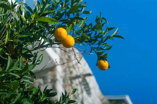 Petitgrain Essential Oil
